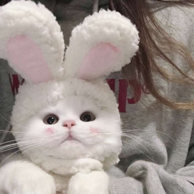 捉鸡大王